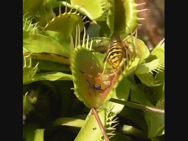 А ведь для кого-то осы - самое вкусное лакомство