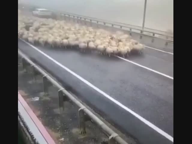 В Дагестане фуровоз не заметил овец