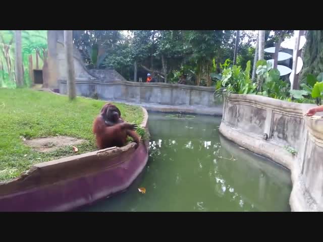 Умный орангутанг и российский турист