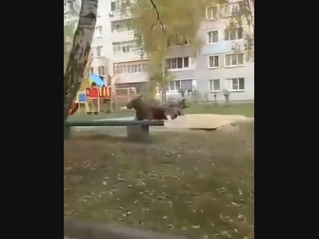 Лось в песочнице