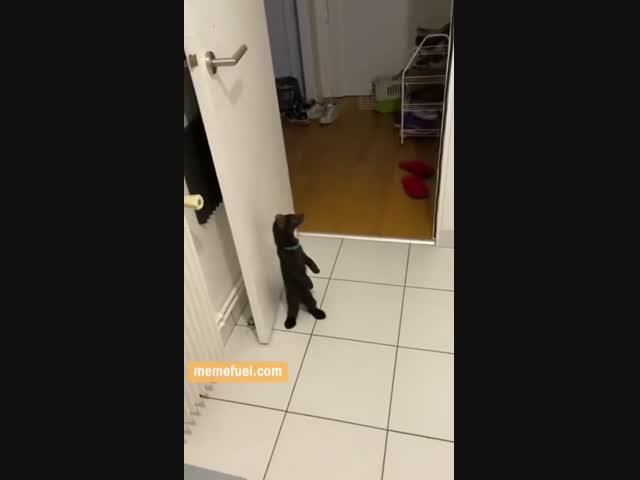 Домашний соболь