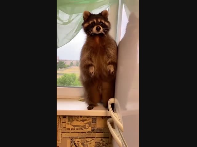 Не дай бог такого завести:))))