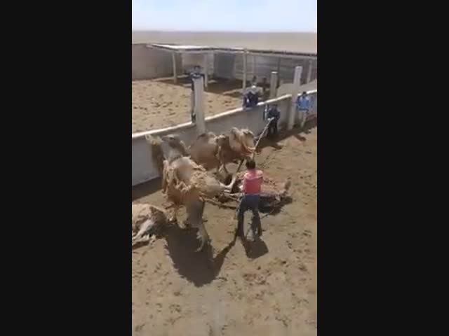 Грубый верблюд