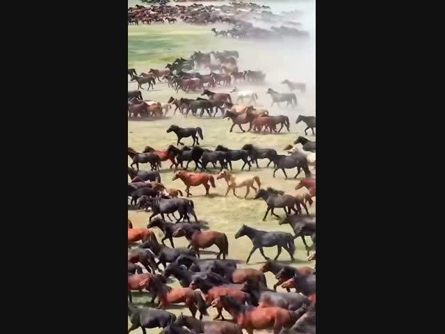 Загадочное поведение монгольских лошадей