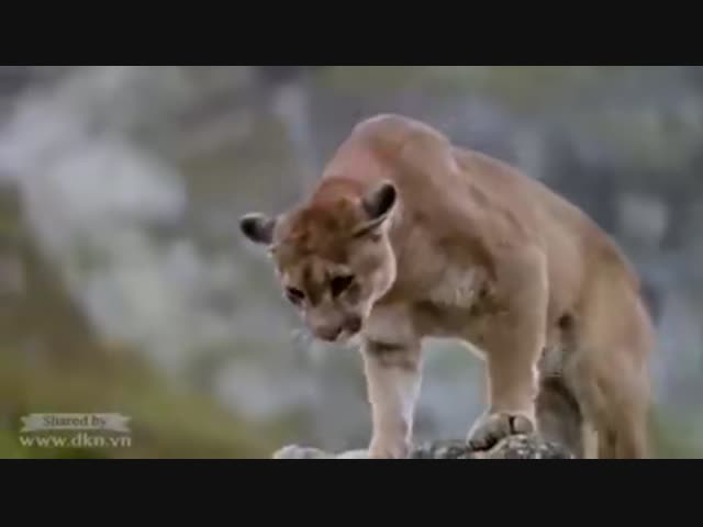 Пума против медвежонка