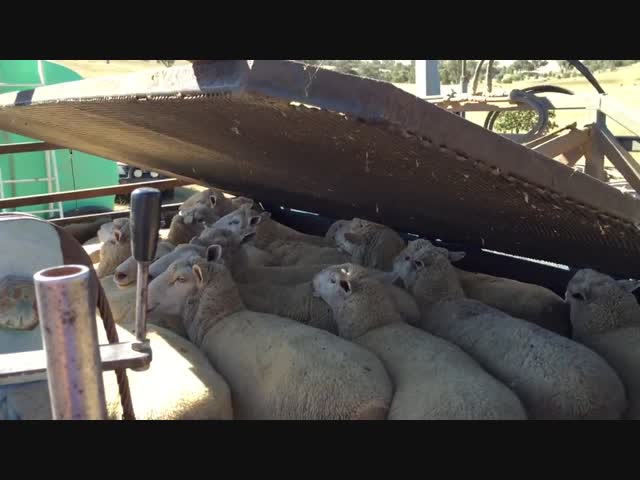 Процесс удаления паразитов с шерсти овец