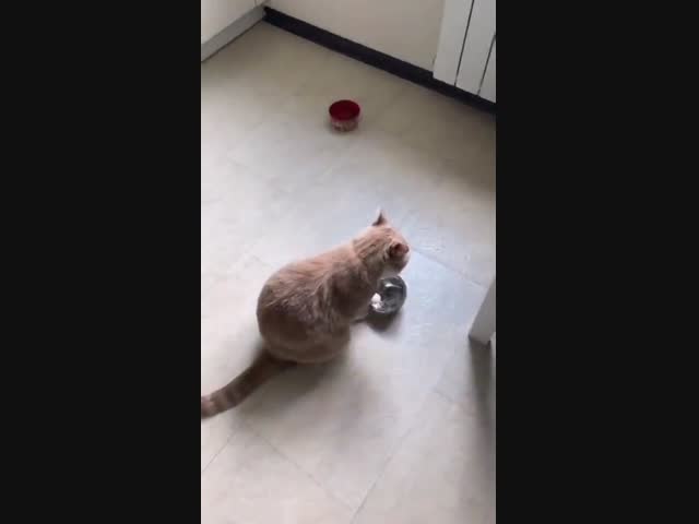 Кот сломался