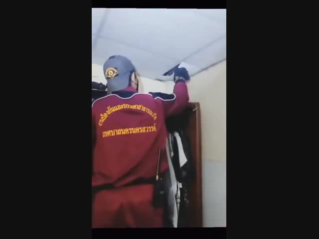 В дом тайландца заползла небольшая гусеница