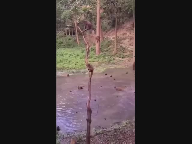 Мартышкин аквапарк