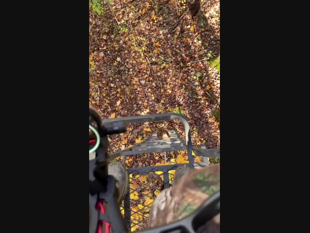 Знакомьтесь: тетёрка - самка тетерева