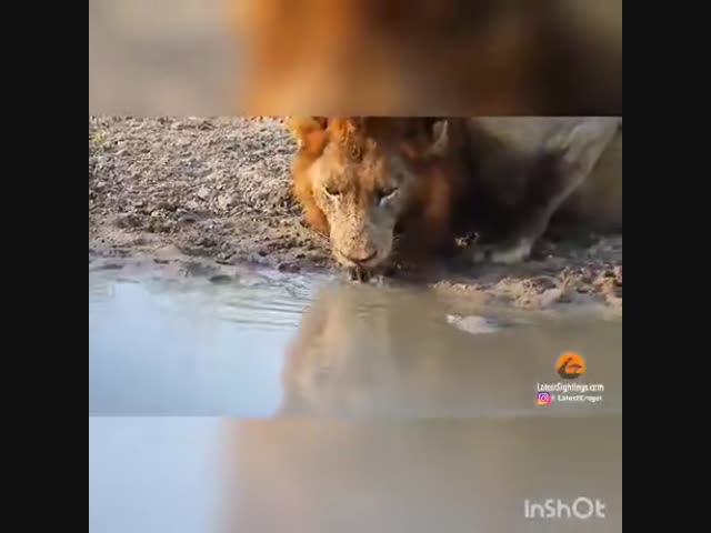 Лев и черепаха