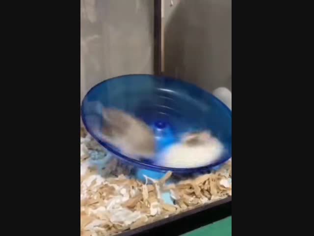 Всё суетишься?