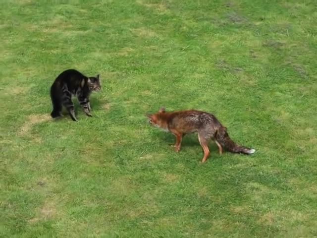 Кошка против лисы