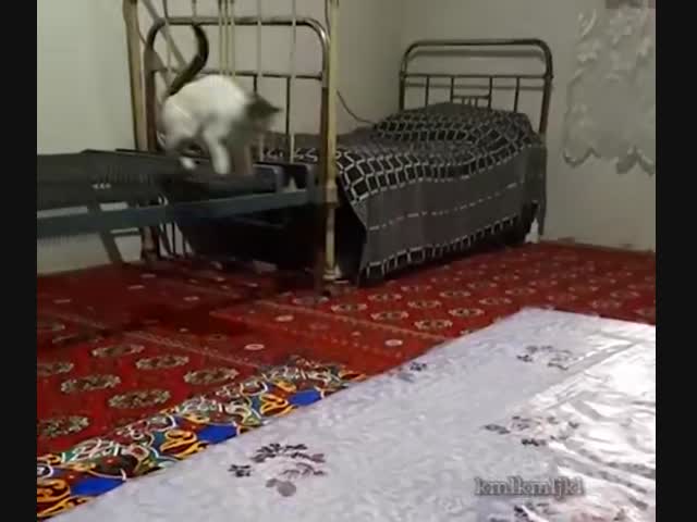 Пружинистая кошка