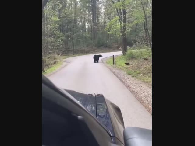 Медвежья семья переходит дорогу