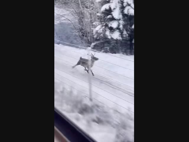 Скоростной олень