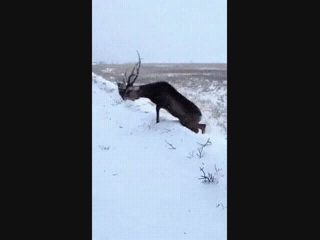 Олень с двумя головами - видео