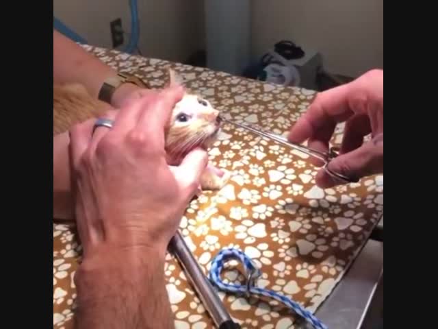 Ветеринар вытаскивает паразита из носа кошки