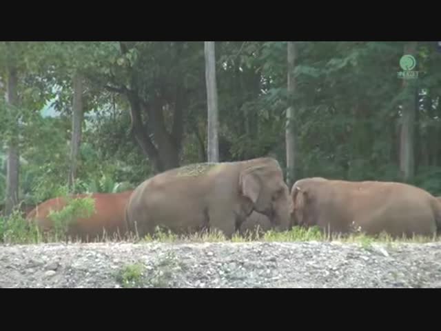 Слоны увидели любимого смотрителя зоопарка