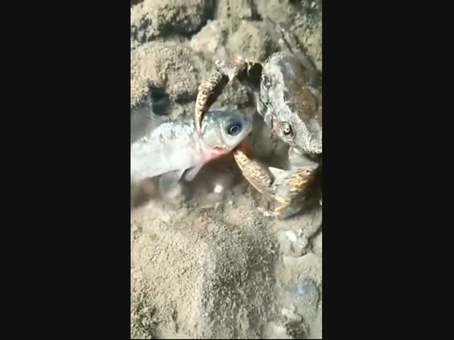 Я и не знал, что крабы пользуются своими клешнями, как кинжалами