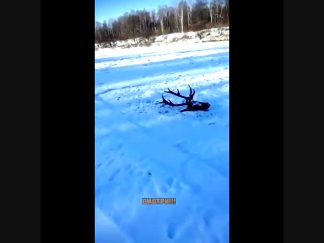 Олень попал в смертельную ловушку