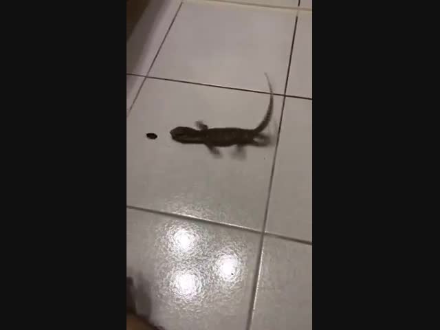 Ящерку даже жалко...