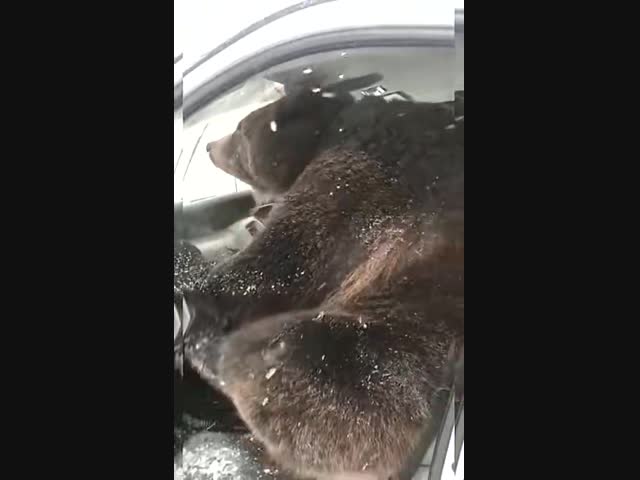 - Привет! Я ваш новый водитель