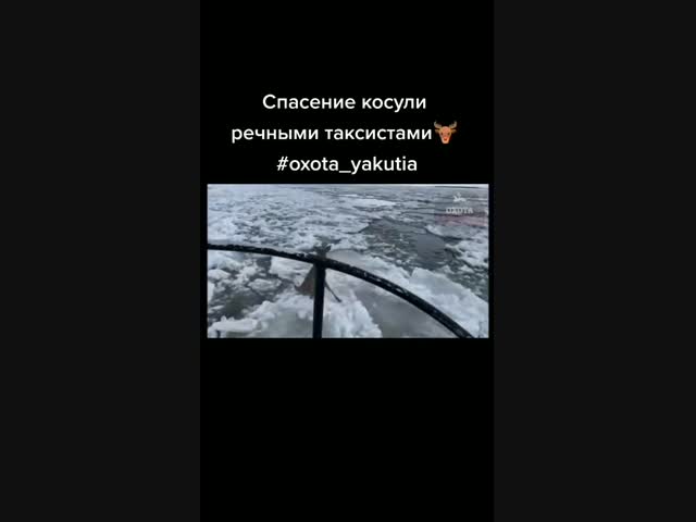 Повезло косуле