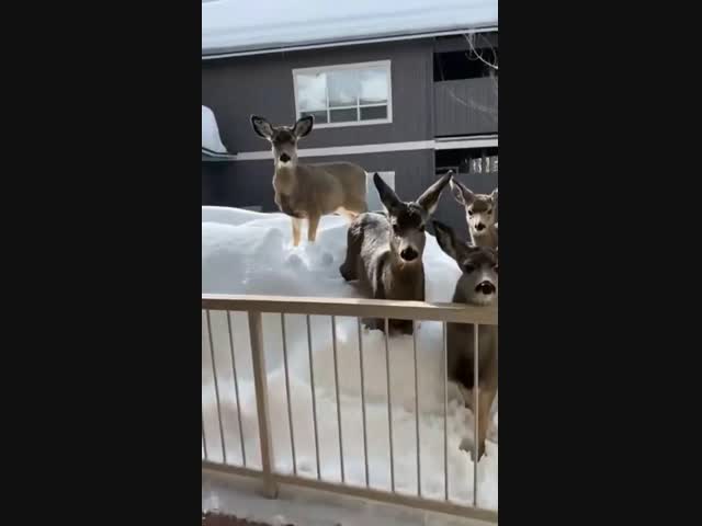 Нахлебники:)))