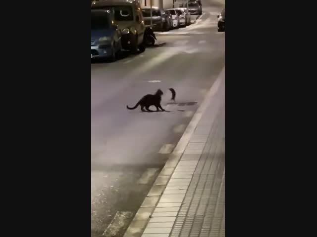 Крыса против кошки