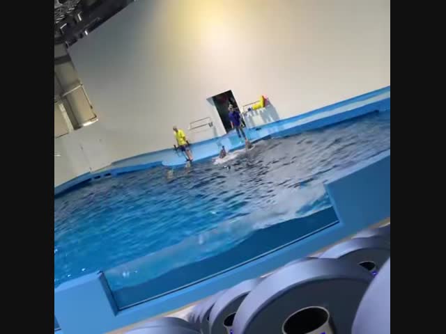 Дрессировщики избивают дельфинов палками