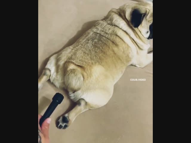 Пустил шептуна