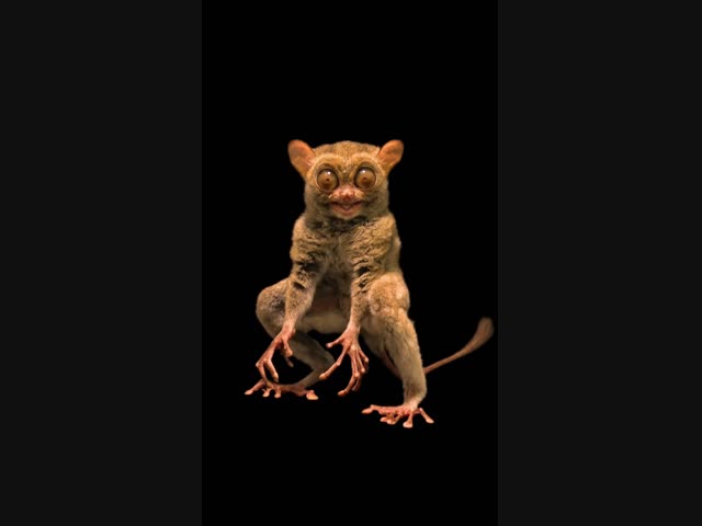 Что это за чудовище?