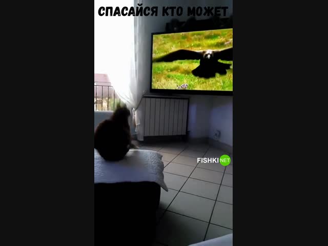 Воздушная тревога: реакция кошки на птицу в телевизоре .