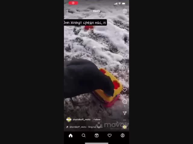 Умная ворона 