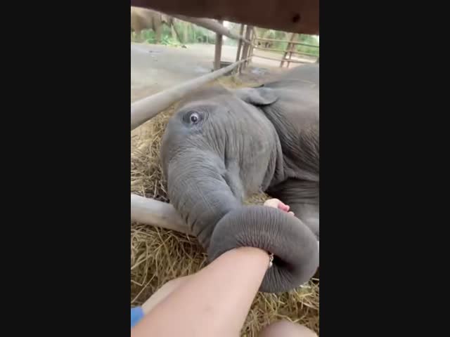 Слонёнок и смотритель зоопарка