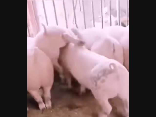 Неджентельменское поведение