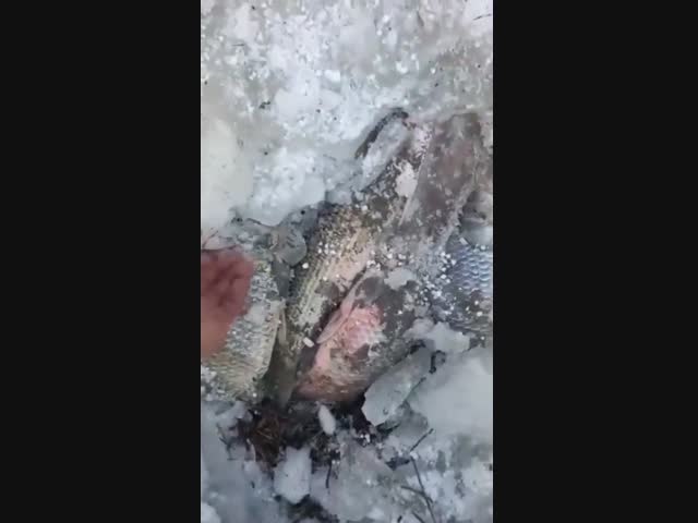 В Таганрогском заливе рыбаки ловят рыбу, «выковыривая» ее изо льда