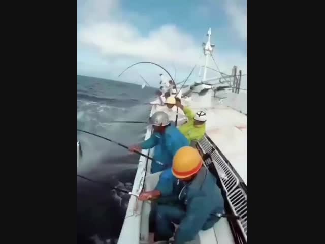 Рыбалка в море когда проходит косяк