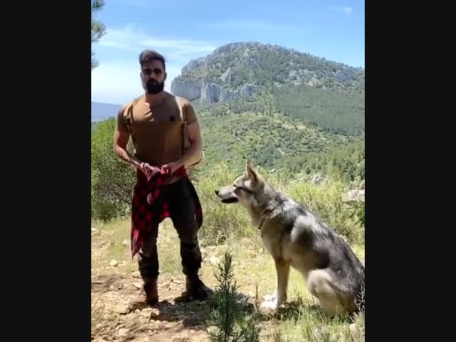 Волк или Волкособ ?