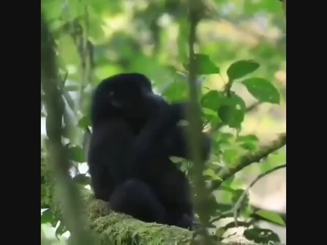 Будущий вожак