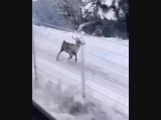 Северный олень