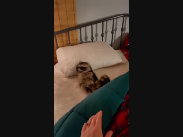 Спокойной ночи..