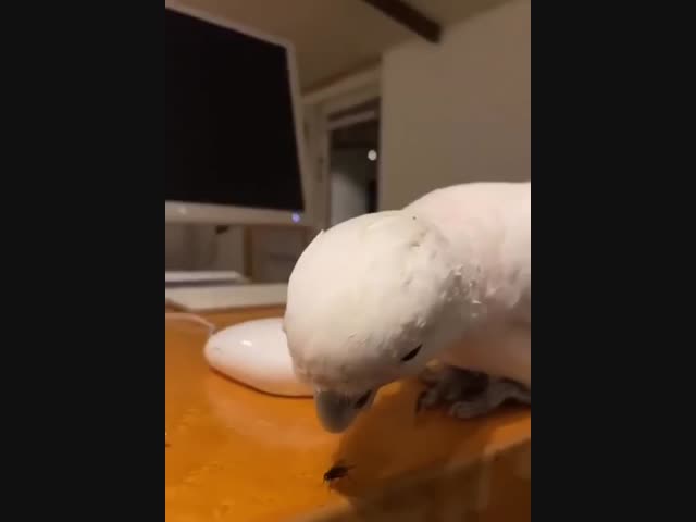 Реакции попугая