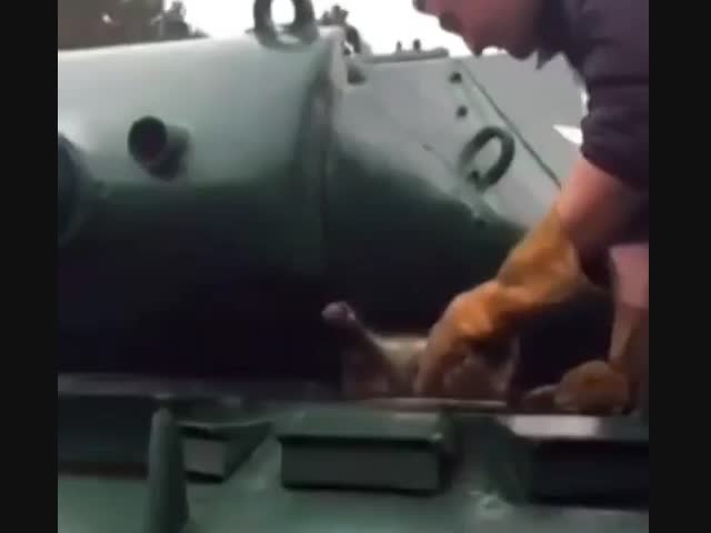 Енот, который всю жизнь хотел стать танкистом