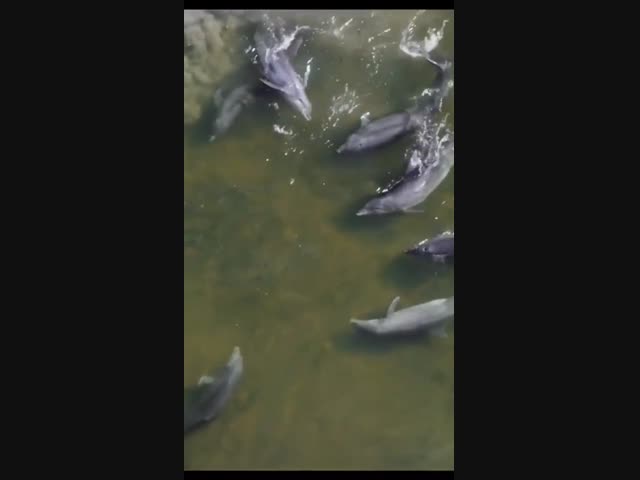 Командная работа дельфинов