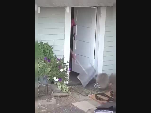 Собаки.. домой не пускают