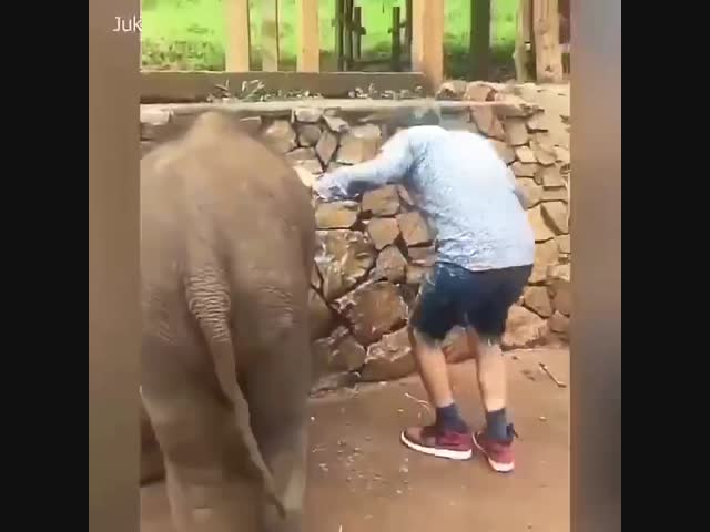 Слоны тоже умеют прикалываться