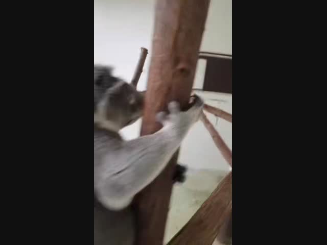 Благодарная коала