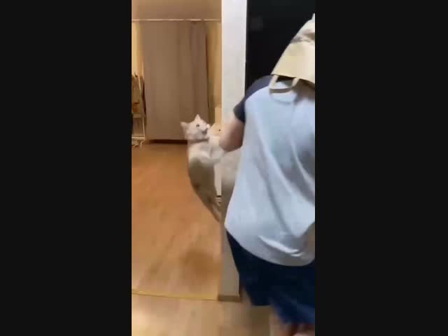 Боевой кот пытается догнать хозяина .